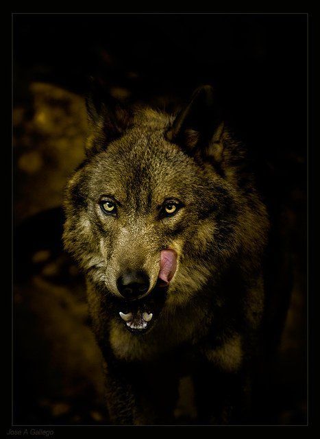 Wolf licking it's chops Regard Animal, Wolf Quotes, Wolf Love, Wild Wolf, Wolf Pictures, Wolf Spirit, Beautiful Wolves, Bad Wolf, Lone Wolf