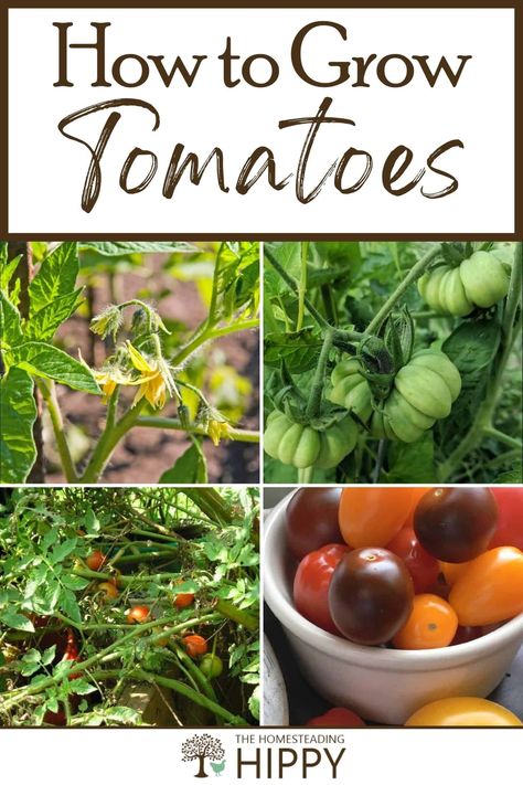 Planting For Beginners, Indoors Garden, Tomato Planting, How To Grow Tomatoes, Formal Garden Design, Determinate Tomatoes, Types Of Tomatoes, Tomato Seedlings, Growing Tomatoes In Containers