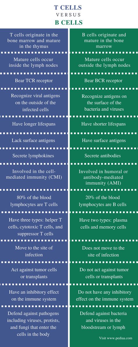 Difference Between T Cells and B Cells | Definition, Characteristics, Function T Cells, Learn Biology, Biology Revision, Study Biology, Basic Anatomy And Physiology, Nurse Study Notes, B Cell, Biology Facts, Medical Student Study