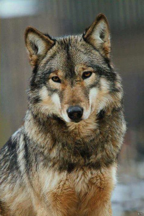 STOP KILLING WOLVES ! Pretty Wolf, Spell Protection, Hex Removal, Eurasian Wolf, Voodoo Spell, Wolf World, Money Spell, Wolf Images, Wolf Photography