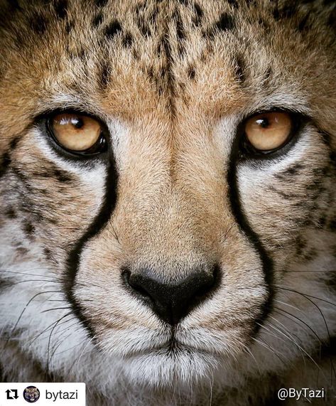 Credit by @bytazi ・・・ 'It's all in the eyes"... 😍  Close up of beautiful Jazhara... #cheetah #cheetahs #thoseeyes #closeup #wildlife… Animal Faces Photography, Animal Face Photography, Cheetah Face Tattoo, Cheetah Photography, Cheetah Pictures, Cheetah Photos, Cheetah Drawing, Wild Cat Species, Cheetah Face