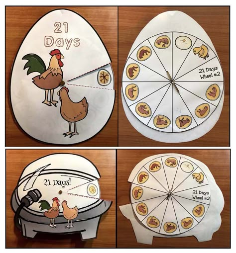 Chicken Life Cycle Activities, Agriculture Education Classroom, Agriculture Classroom, Life Cycles Kindergarten, Life Cycle Of A Chicken, Farm Lessons, Chicken Life Cycle, Life Cycle Craft, Chicken Games