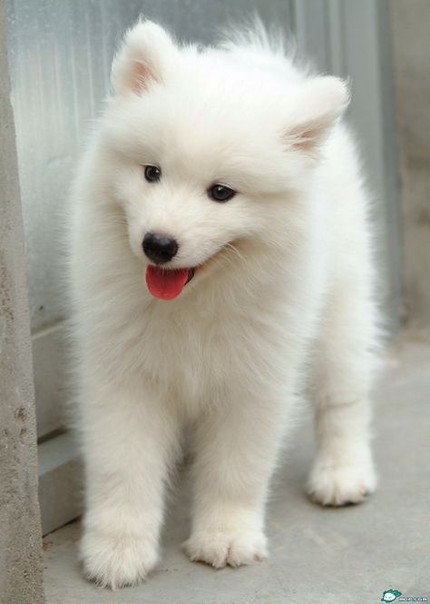 Happy International Polar Bear Day! Enjoy these dogs that look like polar bears. White Fluffy Puppies, Regnul Animal, Expensive Dogs, Samoyed Puppy, Fluffy Puppies, Airedale Terrier, Newfoundland, Chow Chow, Siberian Husky