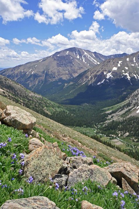 Here is a picture of Mount Elbert, the highest mountain in Colorado. It was taken from Mount Massive, the second highest. The flowers are skypilots. The creek is Halfmoon. Rex Berkey Mount Elbert, Colorado National Parks, Colorado History, Southwest Colorado, Moving To Colorado, Colorado Vacation, State Of Colorado, Flowers Blooming, Colorado Homes