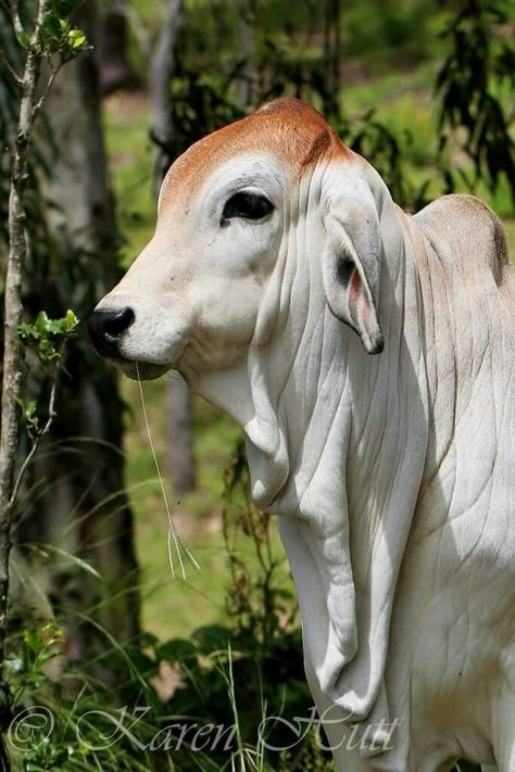 Cow Calf Indian, Indian Cow Photography, Calf Pictures, Cow Reference, Nature Animation, Indian Cow, Cow Pics, Brahman Cattle, Wild Goat