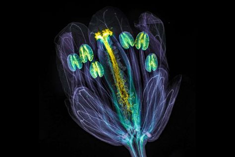 Confocal Microscopy, Nikon Small World, Small Flowering Plants, Cell Forms, Microscopic Photography, Microscopic Images, Photography Competition, Science Magazine, Plant Cell