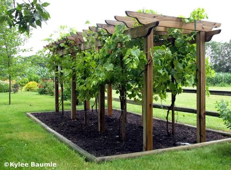 Must have. A grape vine arbor Backyard Vineyard, Bedroom Architecture, Grape Vine Trellis, Grape Trellis, Grape Arbor, Vine Trellis, Garden Vines, Garden Arbor, Garden Area