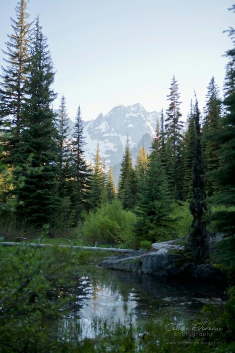 Pine Trees, Trees, Forest