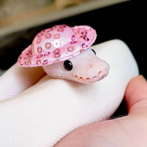 Black Dragonfish, Humpback Anglerfish, Snakes In Hats, Animals With Hats, Snakes With Hats, Silly Snake, Cute Snakes, Baby Snakes, Danger Noodles