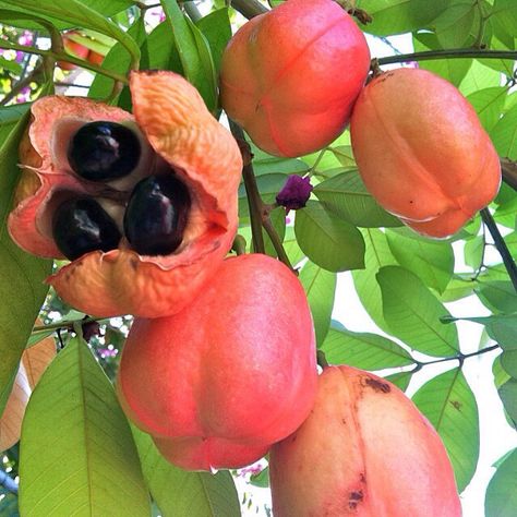 Ackee Nanny Of The Maroons, Ackee Tree, Ackee Fruit, A Level Art Sketchbook, Green Banana, Gorgeous Scenery, Tropical Forest, A Level Art, Fruit Art