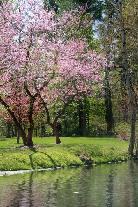 red bd | lonniec61 | Flickr Spring Scenery, Red Bud, Scenery Photos, Spring Landscape, Green Heart, Rosy Pink, Photo Tree, Flowering Trees, Garden Spaces