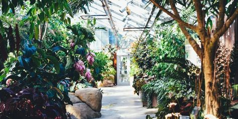 Garden Centre Eateries Offering More Plant-Based Food Because ‘They’re Already Half-Way There’ . . . #plantbased #vegan #veganfood #uk #vegannews #livekindly Fruit Greenhouse, Geothermal Greenhouse, Tropical Greenhouses, Montreal Botanical Garden, Best Greenhouse, Romeo Und Julia, Expensive Art, Courtyard Design, Diy Greenhouse