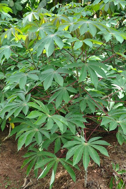 Herb Identification, Cassava Plant, Cassava Leaves, Cassava Leaf, Agriculture Design, Homestead Layout, Orchard Garden, Dehydrated Vegetables, Small Vegetable Gardens