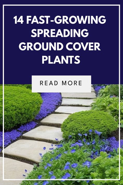 If you're looking for ground cover plants that spread beautifully, consider adding Spreading ground cover plants to your garden. Whether you need Full sun flowering ground covers or Shade ground covers, there are plenty of options available. Create a lush landscape with Ground covers that will spread beautifully in your yard. Explore Grevillea ground cover varieties or Fast-spreading invasive ground covers for a diverse range of textures and colors. Plants For Slopes, Sweet Woodruff, Lush Landscape, Creeping Jenny, Ground Covers, Patio Garden Design, Ground Cover Plants, Best Plants, Hens And Chicks