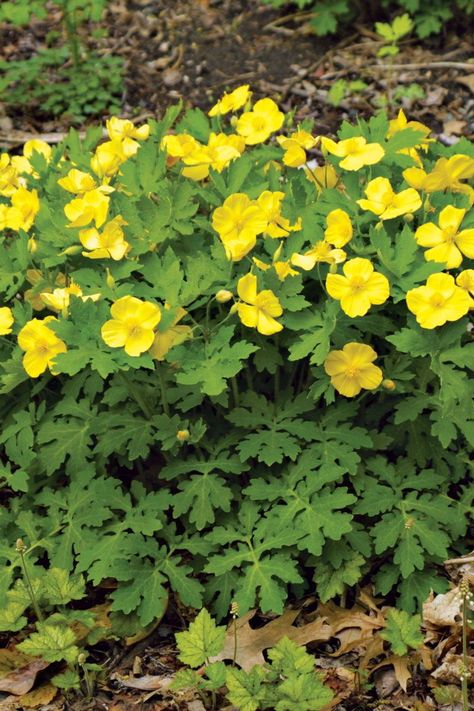 Celandine Poppy, Kentucky Garden, Flowers Last Longer, Flowering Quince, Plant Varieties, Fine Gardening, Spring Plants, Clay Soil, Perennial Garden