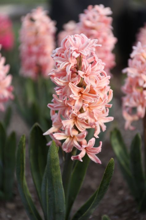 Hyacinth Aesthetic, Flowers Hyacinth, Hyacinth Flower, White Hyacinth, Longfield Gardens, Hyacinth Flowers, Spring Flower Arrangements, Bonsai Flower, Grey Gardens