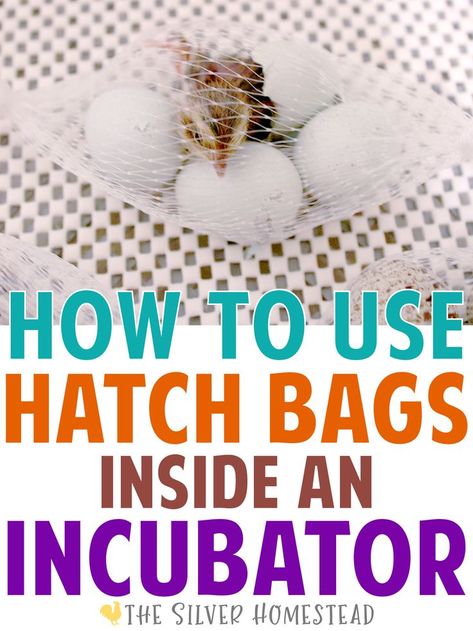 How to Use Hatch Bags in an Incubator breeding tracking nurture right 360 chick care chicks hatching leg band coturnix quail celadon eggs jumbo speckled celadon keep track of birds breeds breeder trick tip breeding hobby sell hatching eggs hacks backyard quail keeping new baby chick brooder brooding raising separate separator divider tray separation by themselves individual mesh produce bag skill secret Backyard Quail, Quail Chicks, Coturnix Quail, Quail Coop, Raising Quail, Colored Eggs, Quail Eggs, Leg Bands, Low Tech