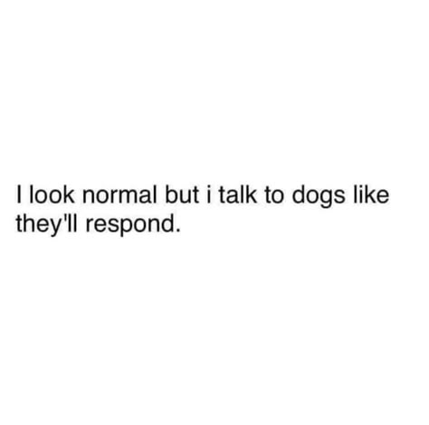 Desperate Quotes, Animal Lover Quotes, Obsession Quotes, Dog Lover Quotes, Dog Quotes Love, Dog Quotes Funny, I Like Dogs, Good Relationship Quotes, Character Quotes