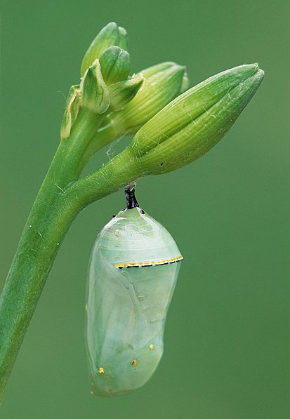 Monarch Butterfly Chrysalis - steve gettle Monarch Butterfly Caccoon, Monarch Butterfly Cocoon, Monarch Butterfly Chrysalis, Butterfly In Cocoon, Moth Chrysalis, Chrysalis Tattoo, Chrysalis Art, Cocoon Butterfly, Chrysalis Butterfly