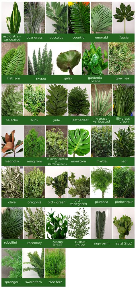 Leaves For Flower Arrangements, Wedding Greenery Names, Flower Arrangement Greenery, Greens For Bouquets, Foliage For Flower Arranging, Dark Green Greenery, Green Florals For Wedding, Greens For Flower Arrangements, Green Foliage Arrangement