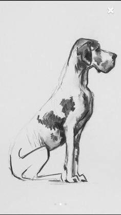 Cute Dog Costumes, Shop Drawing, Dane Puppies, Great Dane Puppy, Dog Sketch, Dane Dog, Great Dane Dogs, Animal Sketches, Dog Drawing