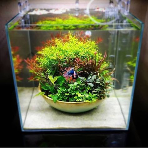 Aquarium Hobby on Instagram: “Who thought a Betta tank could be this nice? -----Photo from @glassgroveaquascaping  #betta #bettafish #plant #garden #pot #plantpot #green…” Fish Aquarium Decorations, Fish Tank Themes, Fish Tank Terrarium, Amazing Aquariums, Diy Succulent Terrarium, Lots Of Plants, Cool Fish Tanks, Fish Tank Design, Betta Aquarium