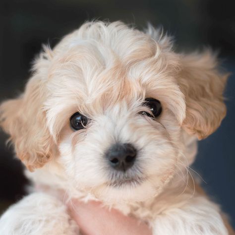 Adorable cream cockapoo puppy! These puppies are so cute and smart <3 Cream Cockapoo, Puppy Care Tips, Puppy Announcement, Pretty Puppies, Crockett Doodles, Cockapoo Puppy, Top Dog Breeds, Doodle Puppies, Puppy Photography