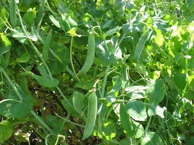 Growing peas in a greenhouse Zucchini Trellis, How To Grow Peas, Grow Peas, Pea Plants, Kiwi Vine, Fast Growing Vines, Growing Zucchini, Growing Peas, Aquaponics Greenhouse