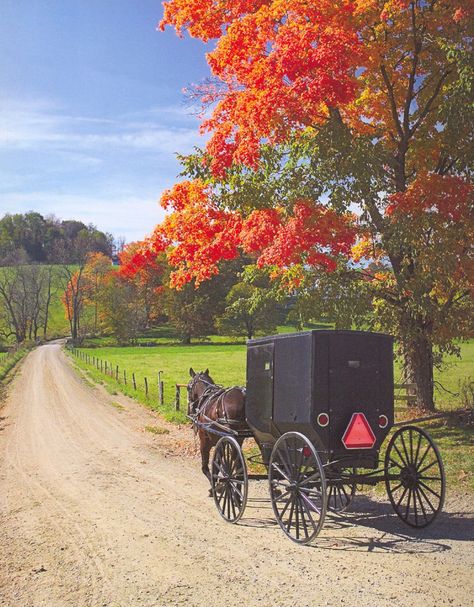 The buggy, an integral part of #Amish society - http://www.amishgazebos.com/the-horse-and-buggy/ Amish Country Ohio, Amish Culture, Amish Farm, Amish Community, Horse And Buggy, Pennsylvania Dutch, Autumn Scenes, Country Scenes, Vintage Girl