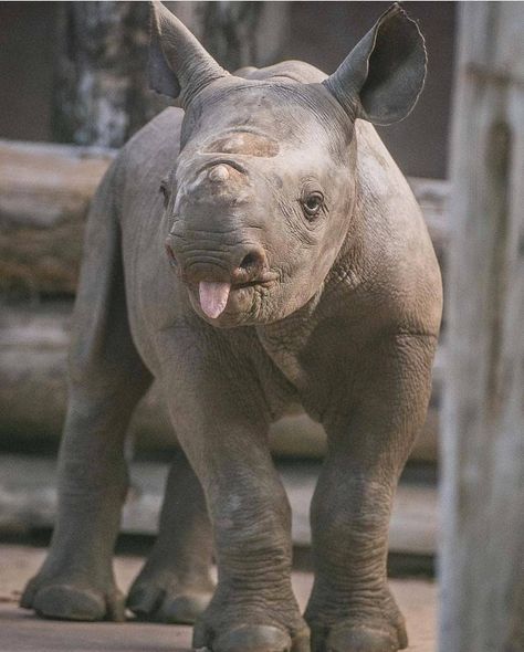 Have a BLEPtastic day 😊 Photo by @chesterzoo #Wildgeography Rhino Painting, Black Rhinoceros, Elephant Shrew, Baby Rhino, Chester Zoo, Big Nose, Wildlife Photos, Animal Planet, Wildlife Art