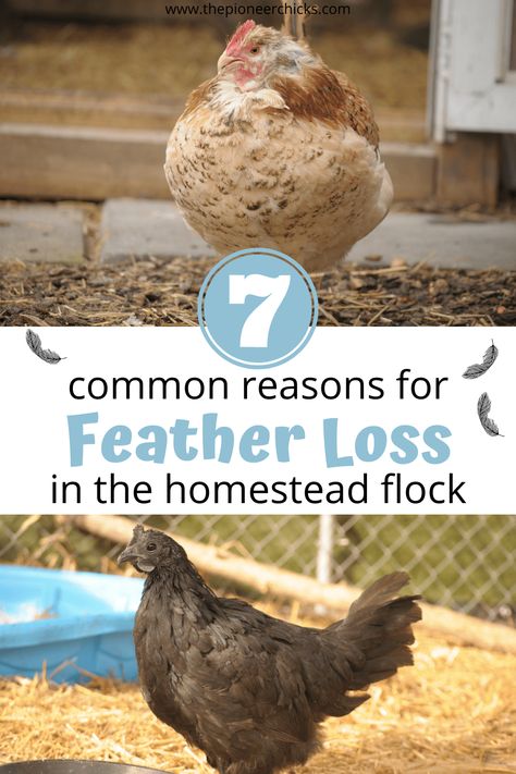 Why is my Chicken Losing Feathers? - The Pioneer Chicks Chickens Losing Feathers, Molting Chickens, Chicken Feeder Diy, Meat Birds, Backyard Farm, Diy Chicken Coop Plans, Egg Plant, Chicken Farming, Backyard Chicken Farming