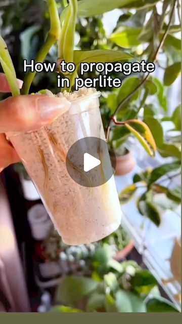 Samantha Hermann on Instagram: "SHARE this reel! ⤵️

My FAVORITE way to propagate is with perlite!

Perlite is expanded volcanic glass, which means is super light & porous so it will soak up and retain moisture while still allowing plenty of airflow to developing roots 🙌🏻

It’s a super inexpensive way to get your cuttings to grow in record time. You can get a big bag for under $10 in the gardens center at home improvement stores. Plus — you can reuse it! 🙌🏻 just rinse (boil if you want, I never do) and put new cuttings in! One bag will last SO long!

The smaller particle size holds the cuttings in place better than leca in my opinion. 

I have had a 100% success rate using this method and I’ve propagated countless cuttings this way.

The best part is once you see roots, there’s no moss Clear Pot, Plant Help, Box Bags, Plant Propagation, Room With Plants, Big Bag, Propagating Plants, Success Rate, Plant Lady