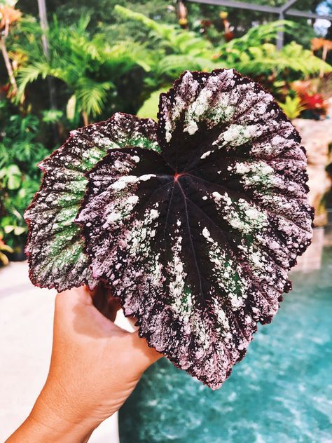 Begonias - Tropify Perlite Soil, Rex Begonia, Live House Plants, Live House, House Plant Pots, Gothic Garden, Rare Seeds, Afternoon Sun, Peat Moss