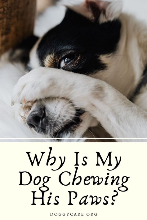 Have you seen your dog chewing his feet recently? Probably, yes! Seeing our dogs chew or lick their feet is something normal. Sometimes we think that it is not a big deal because it’s one of our dog’s habits. But for a meticulous and overprotective dog owner like me, I always make sure that it is not something serious or harmful to my dog. It is still better to know the underlying causes of his actions. Now, here are some of the reasons I found for dogs chewing their feet. Stop Dog From Biting, Worms In Dogs, To My Dog, Dog Allergies, Dog Biting, Flea And Tick, Dog Chews, Dog Owner, Dog Health