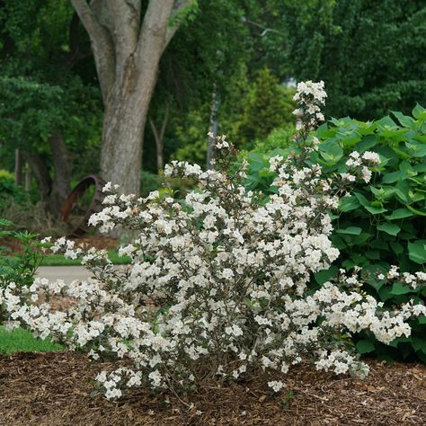 WINE & SPIRITS® Weigela - Proven Winners ColorChoice Flowering Shrubs Weigela Shrub, Proven Winners Plants, Rose Fertilizer, Planting Shrubs, Border Plants, Proven Winners, Spring Plants, Plant Spacing, Summer Plants