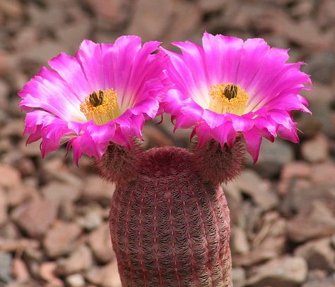 Echinocereus pectinatus var rubispinus Hedgehog Cactus, Rainbow Cactus, Root Structure, Plant House, Hanging Plants Indoor, Plant Wishlist, Plant Diseases, Succulents Indoor, Cactus Plant