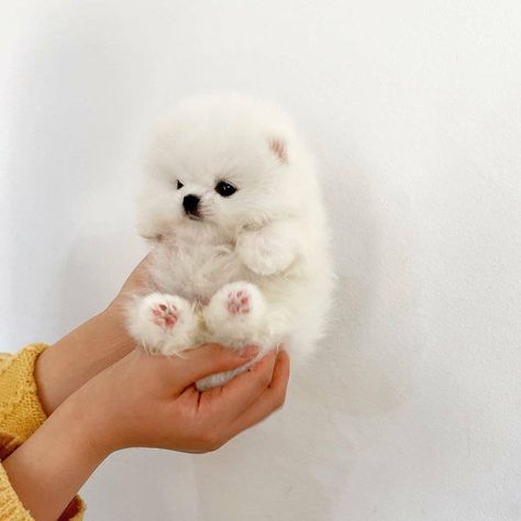 Cute Fluffy Dogs Teacup Pomeranian, Teacup Pomeranian Puppy, Blake Pink, Tattoos Dog, Puppy Teacup, Dream Puppy, Pomeranian Puppy Teacup, Cute Fluffy Dogs, Cute Teacup Puppies