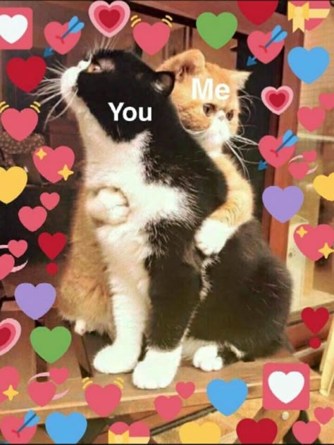 mina⁷ on Twitter: "… " Heart Memes Love Cat, Wholesome Best Friend, Heart Memes, Heart Meme, Cute Cat Memes, Cute Love Memes, Images Kawaii, Cute Cat Wallpaper