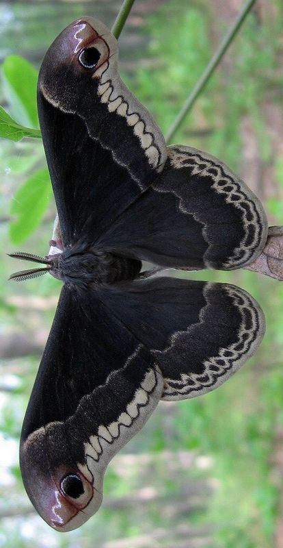 Black beauty / "O que vale na vida não é o ponto de partida e sim a caminhada. Caminhando e semeando, no fim terás o que colher." (Cora Coralina) Moth Caterpillar, Beautiful Bugs, Flying Insects, Butterfly Pictures, Butterfly Kisses, Arthropods, Arachnids, Bugs And Insects, Black Butterfly