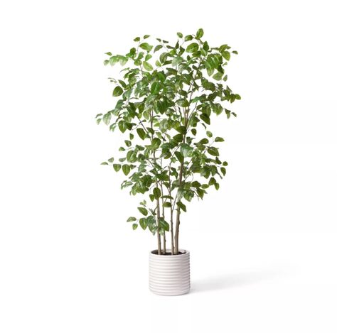 Hilton Carter For Target 6ft Faux Natal Mahogany Tree in Pot Mahogany Tree, Hilton Carter, Faux Plants Decor, Novelty Planters, Tree In Pot, Wicker Side Table, Artificial Potted Plants, Target Gifts, Tree Png