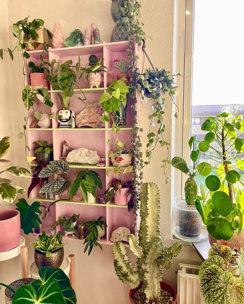 Plant Organization Indoor Bedroom, Pink Plants Indoor, Plant Set Up, Plant House Decor, Plant Display Indoor, Houseplant Room, Plants In Living Room, Vintage Eclectic Home, Murs Roses