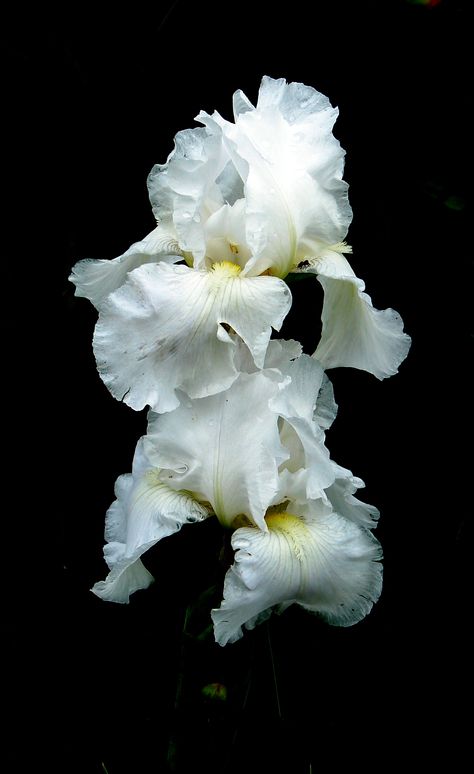 Iris by Rita Malkin Diphylleia Grayi Wallpaper, Iris White, Flower Reference, White Things, Iris Painting, White Iris, Iris Garden, Flower Black, Floral Photography