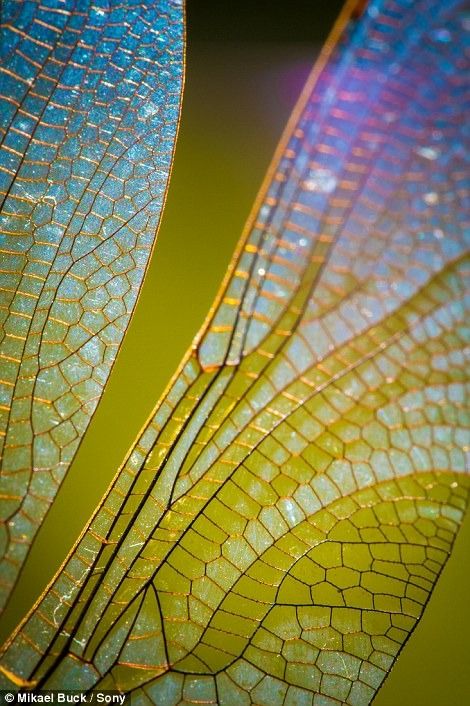 The amazing close-up photographs taken using a SMARTPHONE (and a £250 lens attachment): Stunning shots of ice crystals and dragonfly wings caught using a mobile | Daily Mail Online Macro Photography Tips, Regard Animal, Foto Macro, Nature Patterns, Insect Wings, Damselflies, Dragonfly Wings, Dragon Flies, Butterflies And Dragonflies