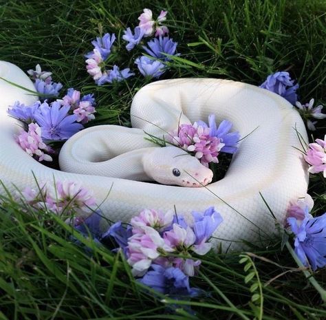 Pretty Snakes, Cute Reptiles, Cute Snake, Pet Snake, Python Snake, Beautiful Snakes, Your Spirit Animal, White Snake, Ball Python