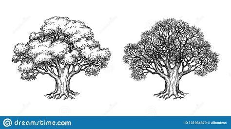 Illustration about Ink sketch of two oaks. Winter and summer tree. Hand drawn vector illustration isolated on white background. Retro style. Illustration of isolated, roots, branches - 131934379 Oak Tree Drawings, Tree Roots Tattoo, Roots Tattoo, Oak Tree Tattoo, Fantasy Tattoos, Strength Tattoo, Summer Trees, Tree Sketches, Hand Drawn Vector Illustrations