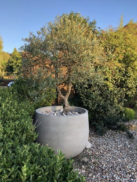 Radius - Urbis Design - Contemporary Concrete Planters and Furniture Large Trees In Pots Outdoors, Pot Design Ideas, Pot Landscaping, Pot Decoration Ideas, Olivier En Pot, Front Porch Landscape, Large Garden Planters, Modern Planters Outdoor, Herb Garden Pots