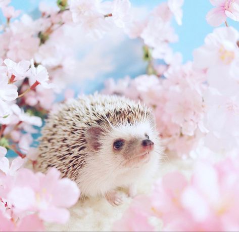 Pink Animals Aesthetic, Hedgehog Aesthetic, Hedgehog Pfp, Enchanted Aesthetic, White Hedgehog, Sakura Cute, Hedgehog Pictures, Aesthetic Warning, Palace Pets