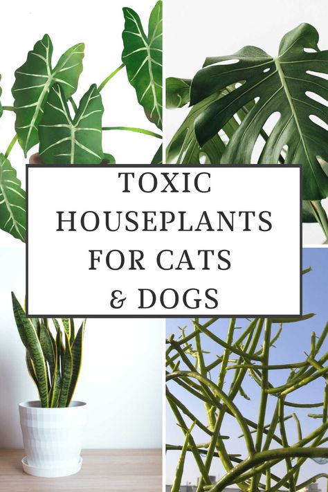 toxic-houseplants-for-cats-and-dogs Pet Toxic House Plants, Plants Toxic To Cats And Dogs, Cat Toxic Plants, Plants Not Safe For Cats, Poisonous Plants For Cats, Plants Bad For Cats, House Plants Safe For Cats And Dogs, House Plants Poisonous To Cats, Poison Plants For Dogs