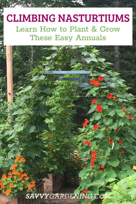 Climbing Nasturtium: How to Grow This Colorful Annual Vine Nasturtium Trellis, Climbing Vegetable Plants, How To Use Nasturtium, Climbing Nasturtium In Pots, Nasturtiums In The Garden, Nasturtium In Vegetable Garden, Nasturtium Garden, Nasturtium Climbing, Nasturtium Vine