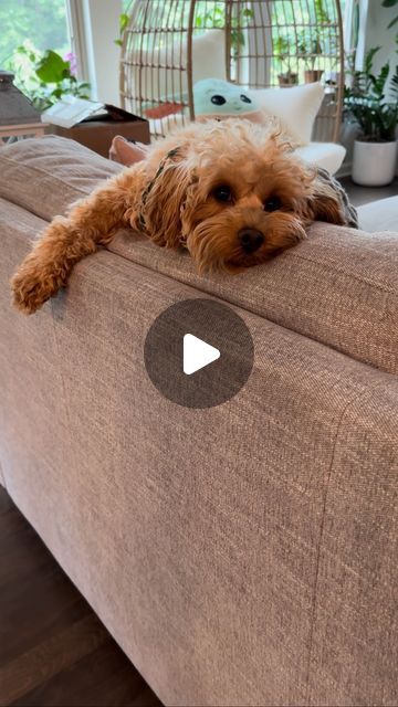 Chloe 🐾 The Mini Goldendoodle on Instagram: "I never let my human out of my sight 🥰
.
.
#goldendoodle #doodles #poodles #dogs #dogsofinstagram #doodlesofinstagram #puppies #puppylove #puppiesofinstagram #doglover #teddybear #love" Doodle Puppies, Mini Goldendoodle Puppies, Goldendoodle Puppies, Mini Doodle, Doodle Puppy, Mini Poodles, Mini Goldendoodle, Goldendoodle Puppy, Goldendoodle